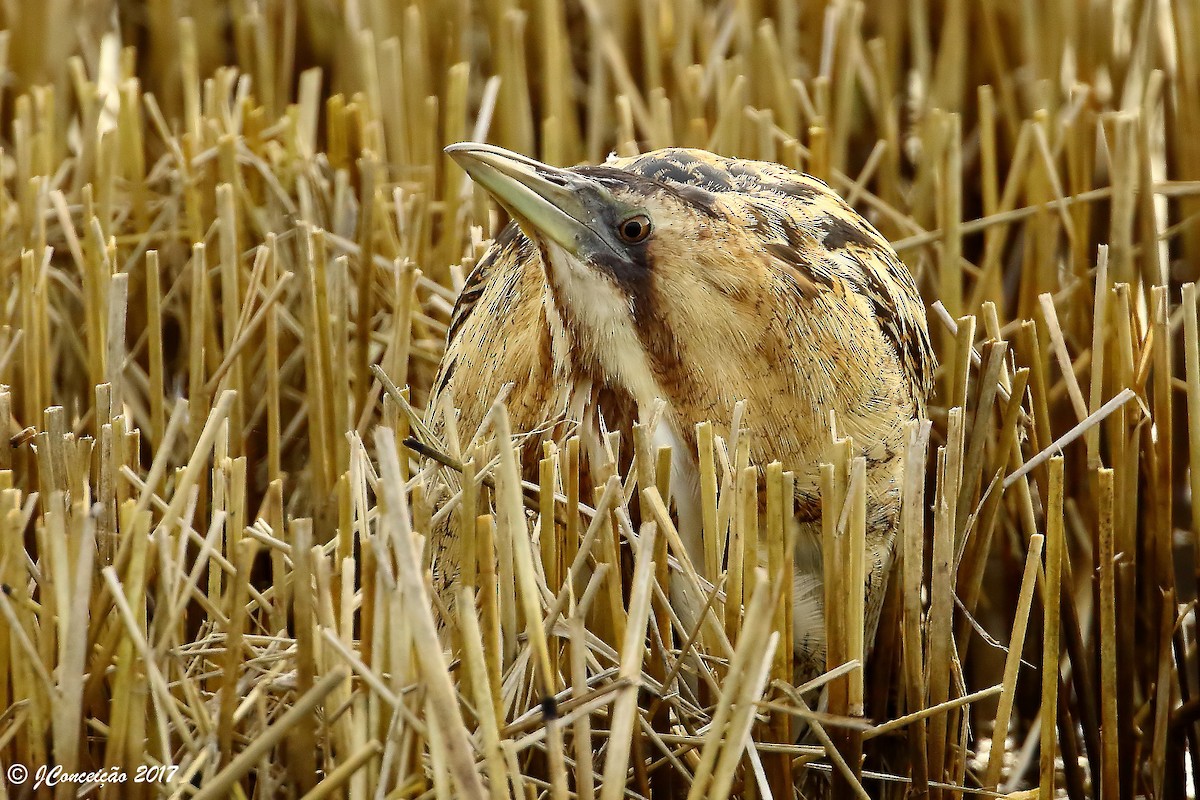 Eurasian Bittern - José Conceição