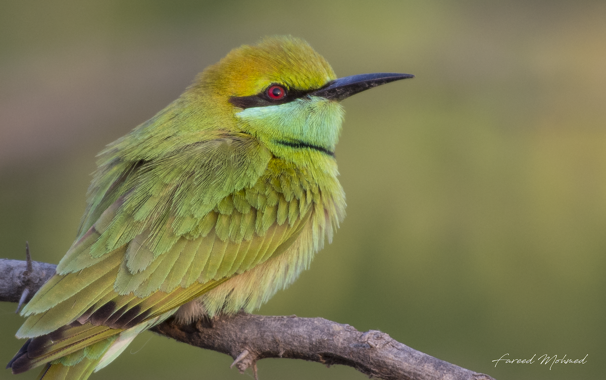 Asian Green Bee-eater - Fareed Mohmed