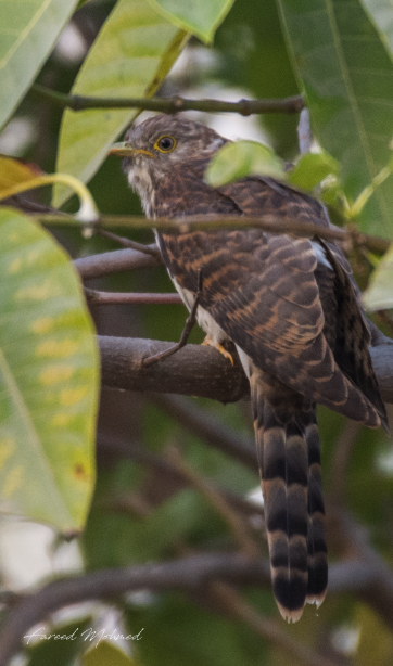 Common Hawk-Cuckoo - Fareed Mohmed