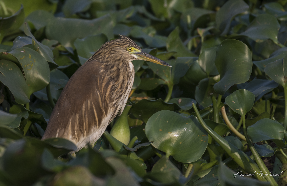 Indian Pond-Heron - Fareed Mohmed