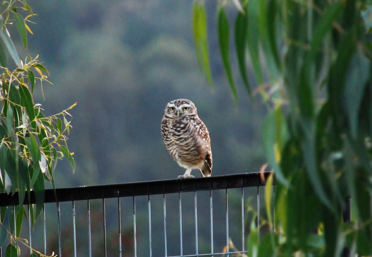 Burrowing Owl - ML79307951