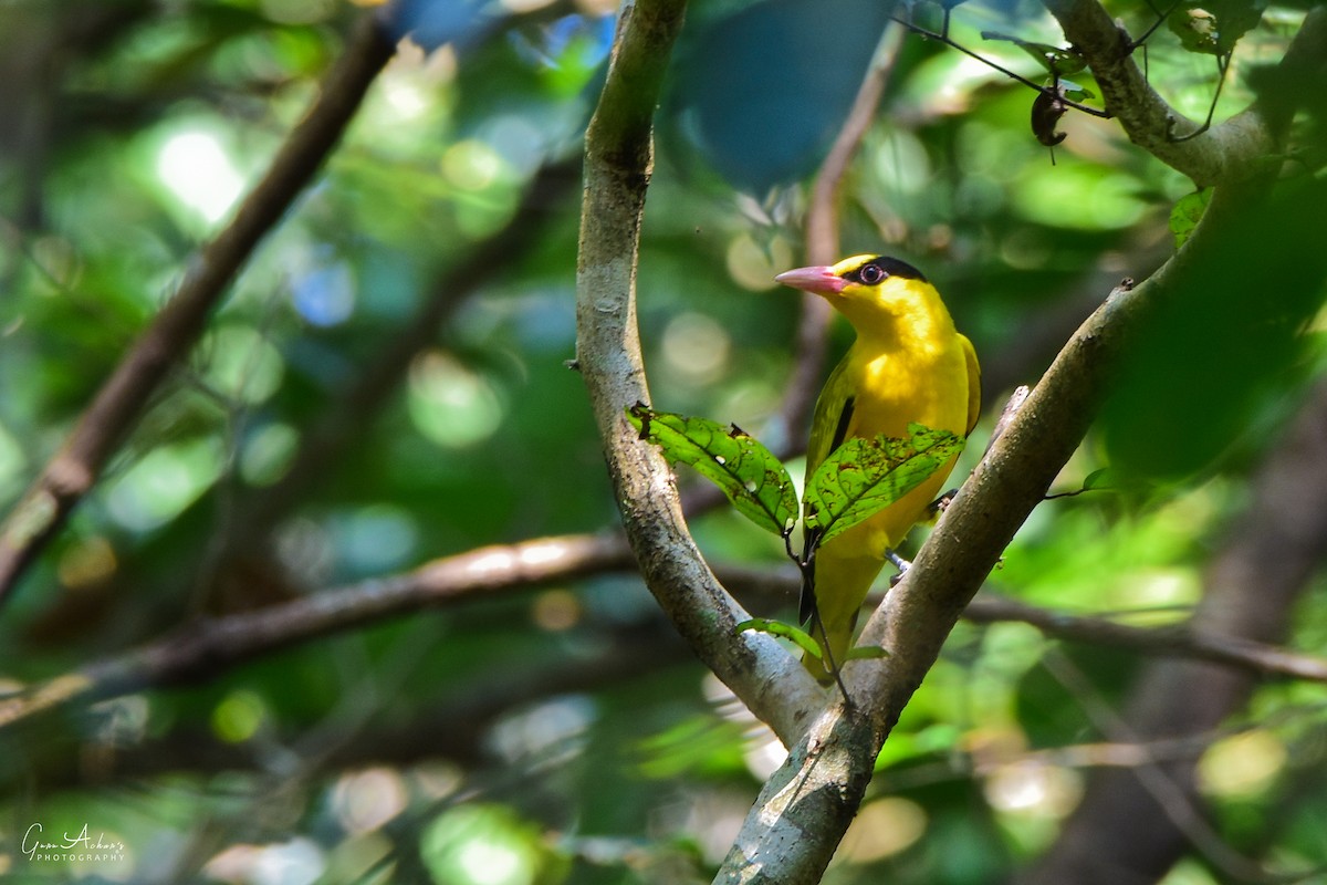 Black-naped Oriole - ML79308101