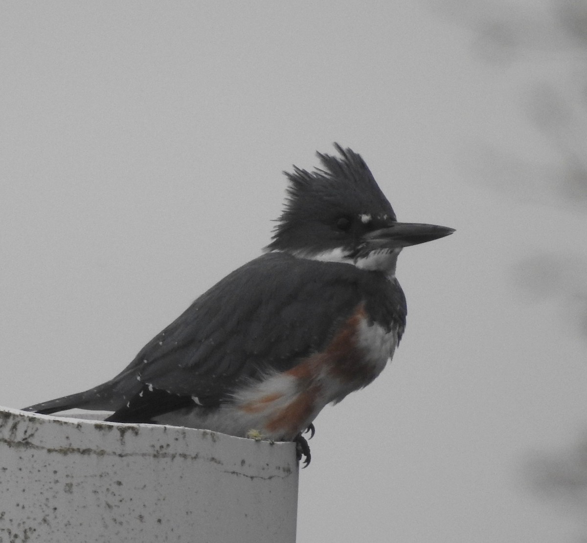 Belted Kingfisher - ML79308451