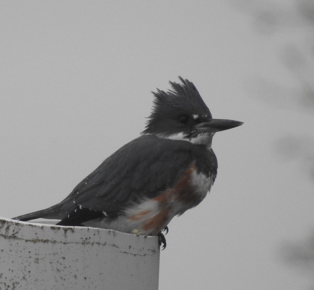 Belted Kingfisher - Mark Bartolome Stevens