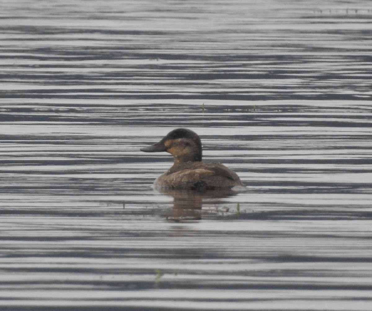 Ruddy Duck - Mark Bartolome Stevens