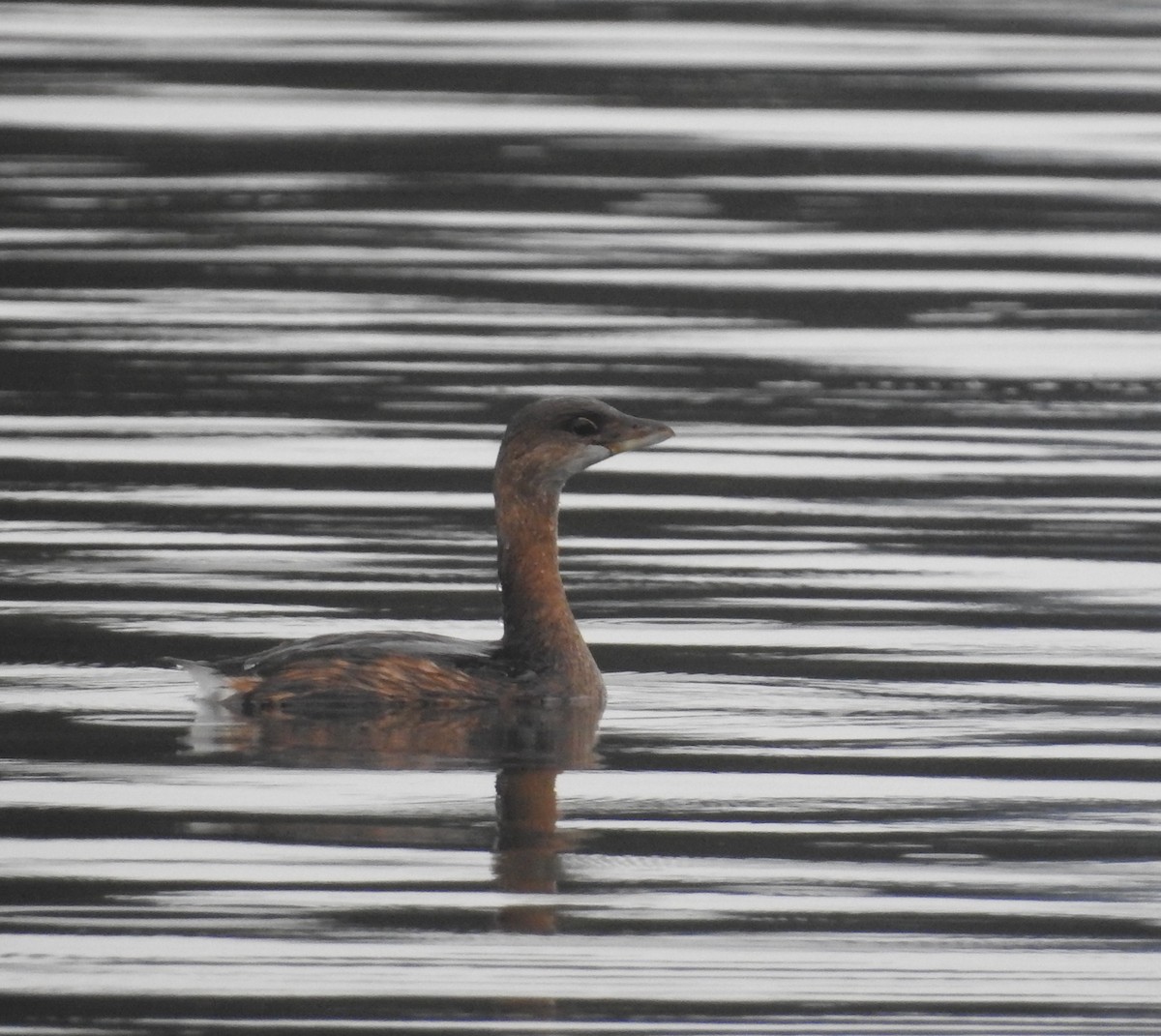 Pied-billed Grebe - ML79308721