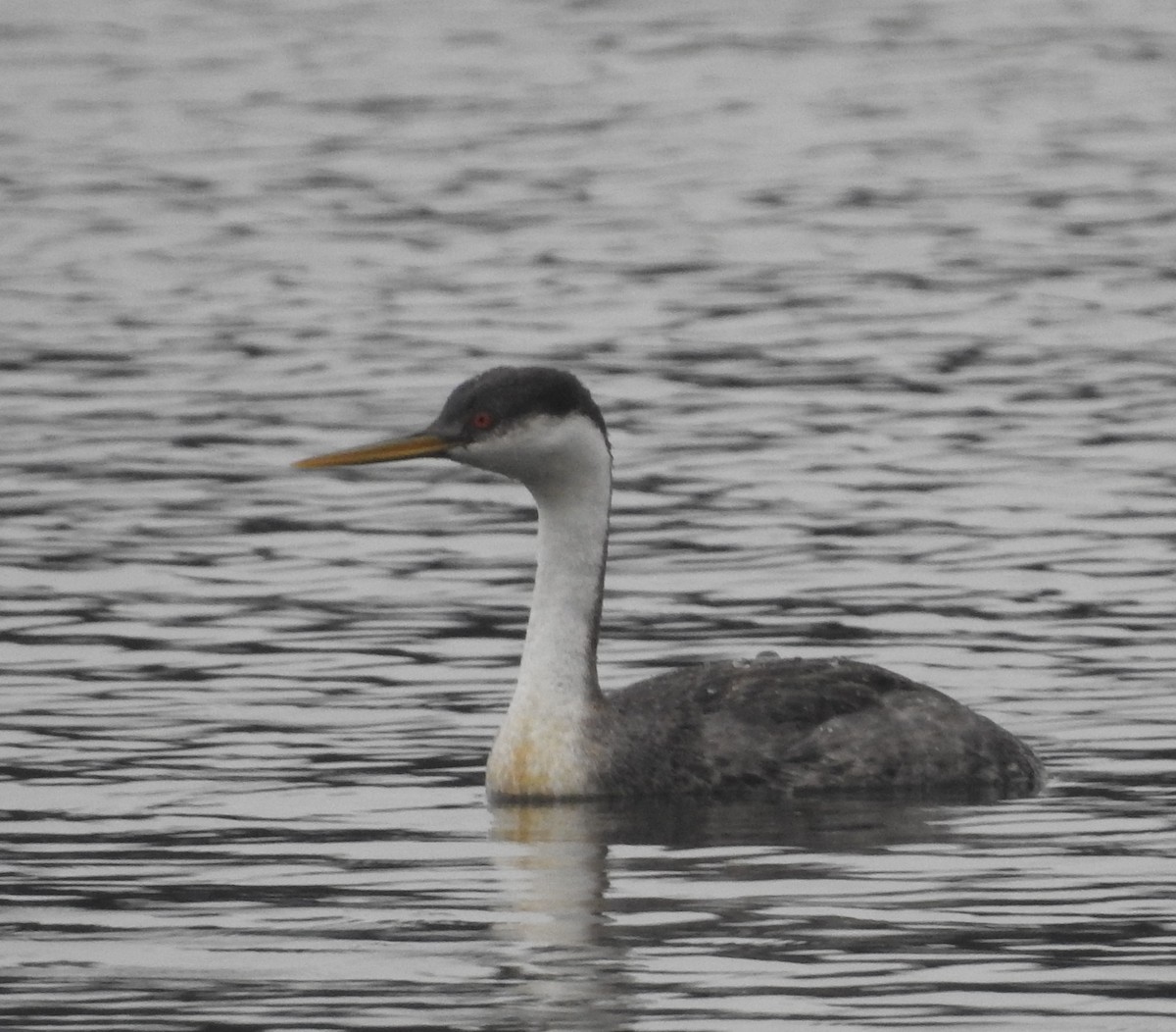 Western Grebe - ML79308781