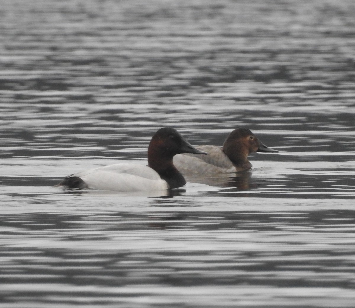 Canvasback - ML79308911