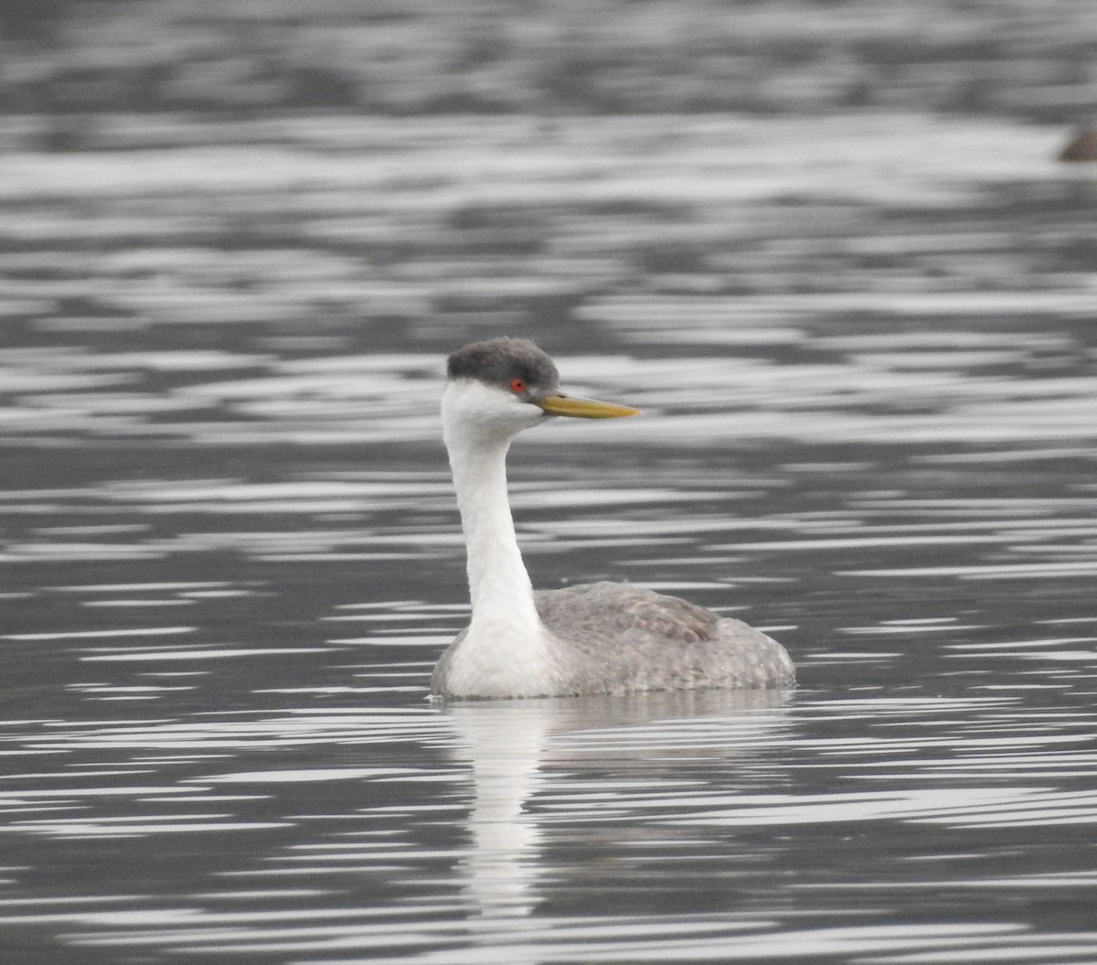 Western Grebe - ML79309011