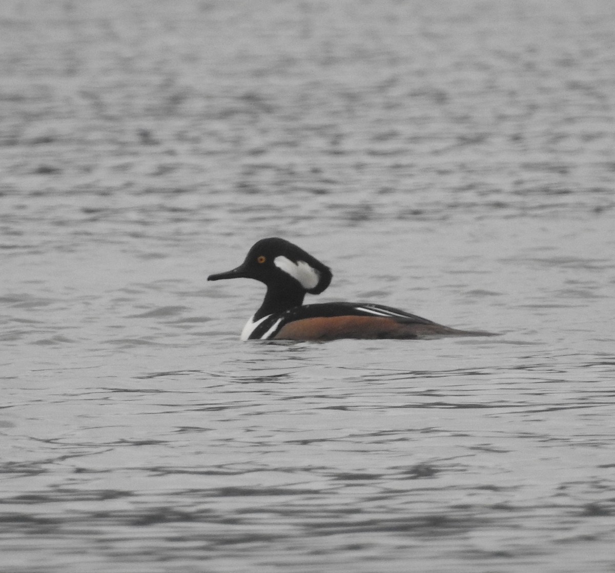 Hooded Merganser - ML79309181