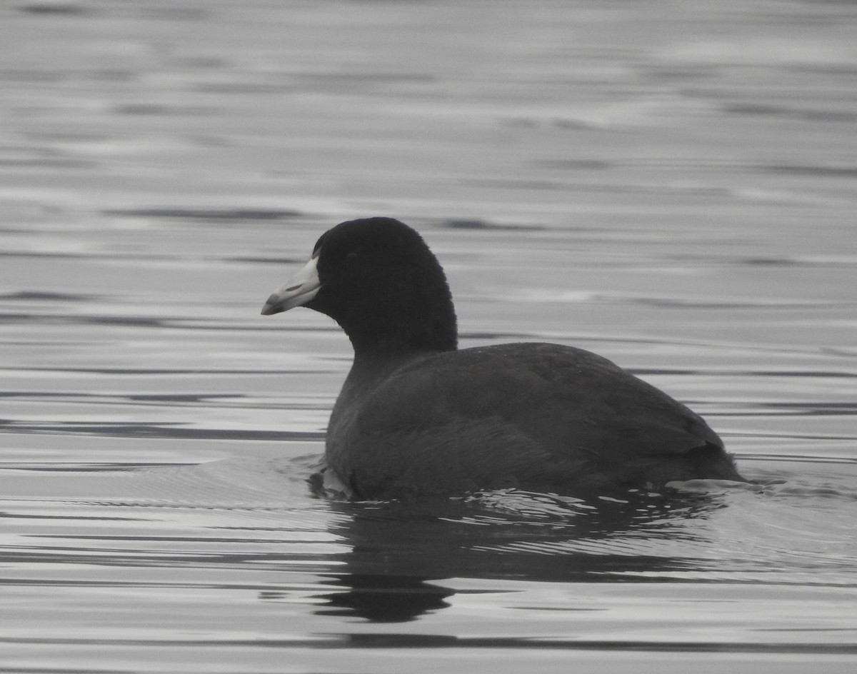 American Coot - Mark Bartolome Stevens