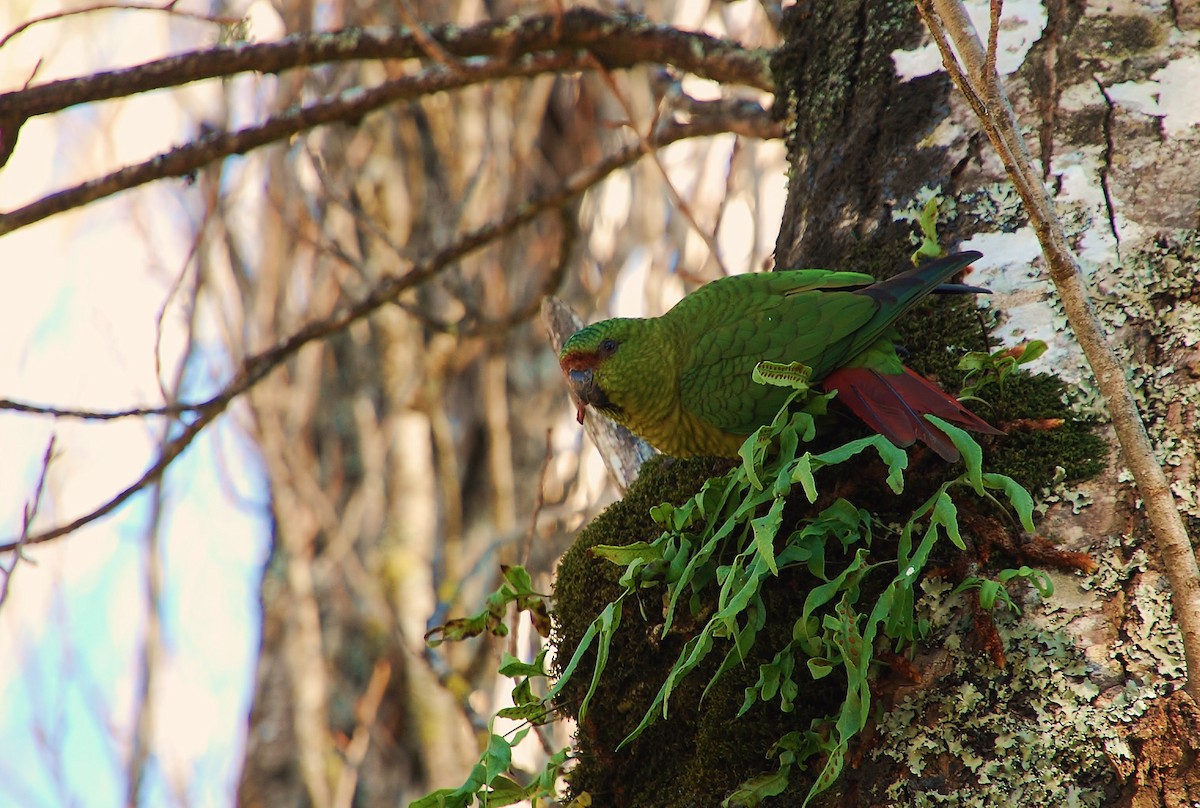 Austral Parakeet - ML79309451