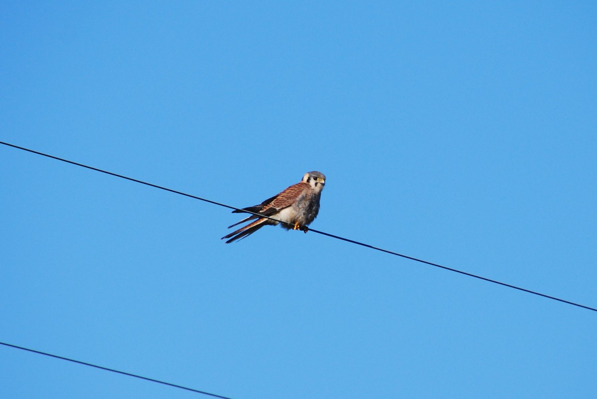 American Kestrel - ML79309641