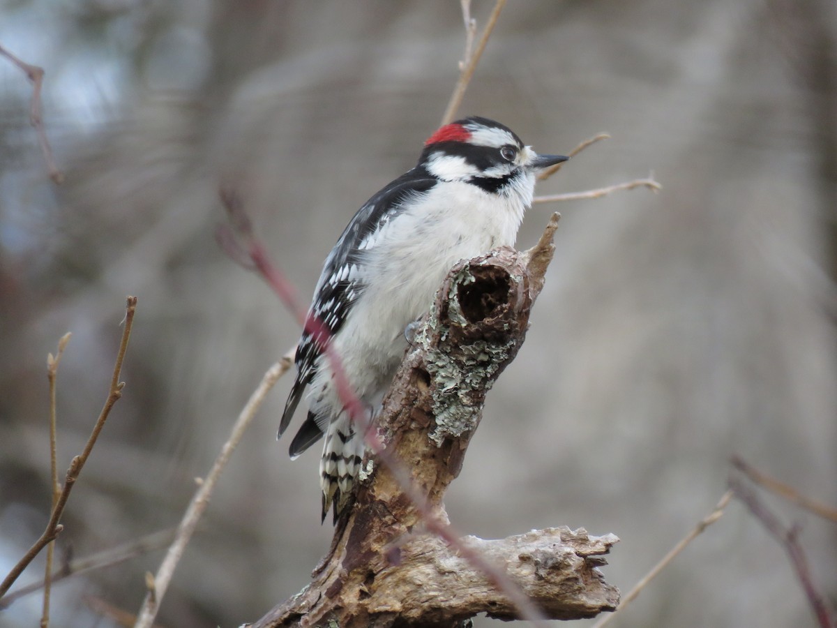 Downy Woodpecker - ML79309671