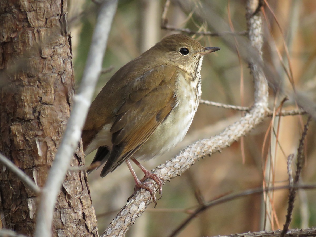 Hermit Thrush - ML79309831