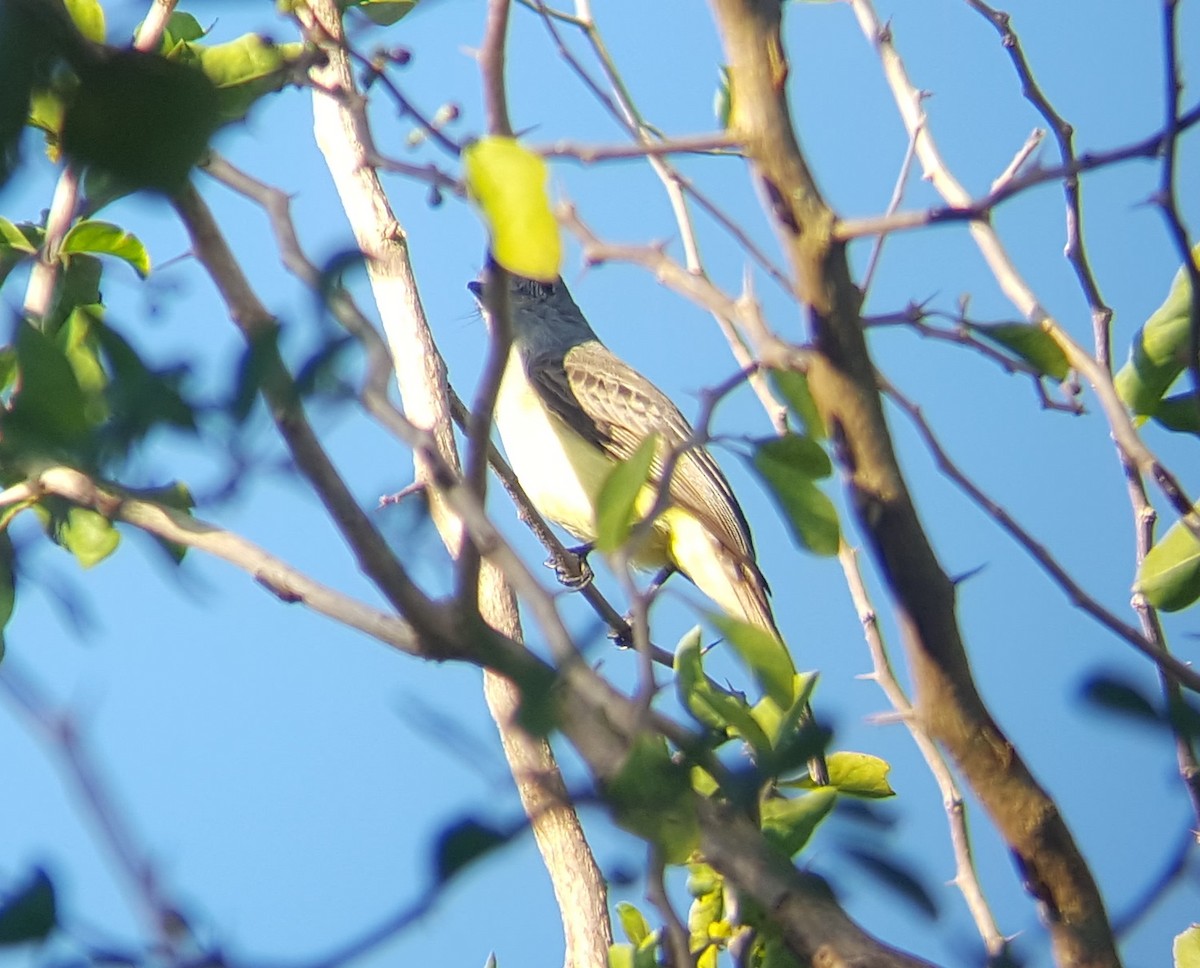 Venezuelan/Panama Flycatcher - ML79310271