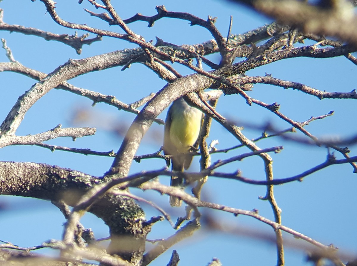 Venezuelan/Panama Flycatcher - Erik Johnson