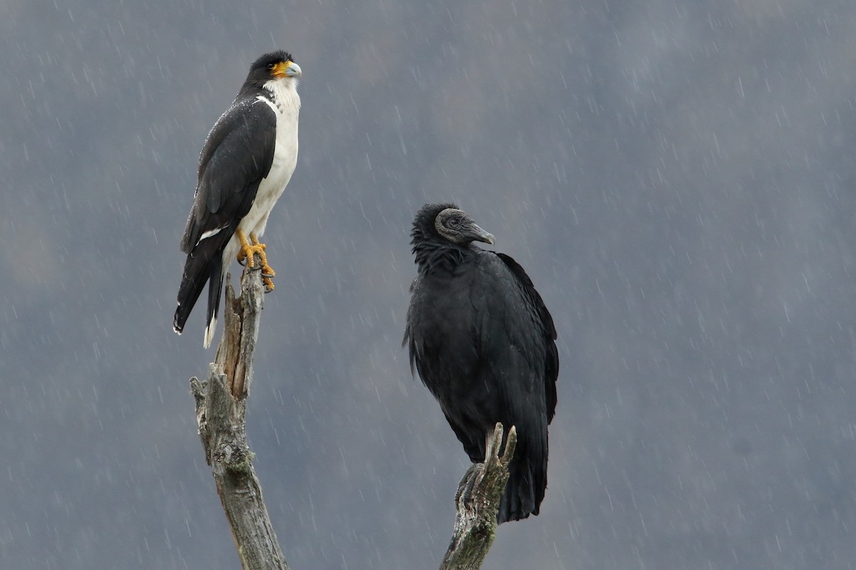 White-throated Caracara - Martjan Lammertink