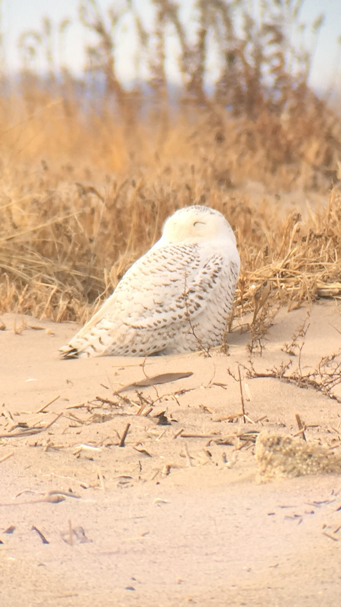 Snowy Owl - ML79310971