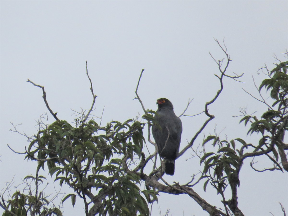 Slate-colored Hawk - Örjan Sjögren