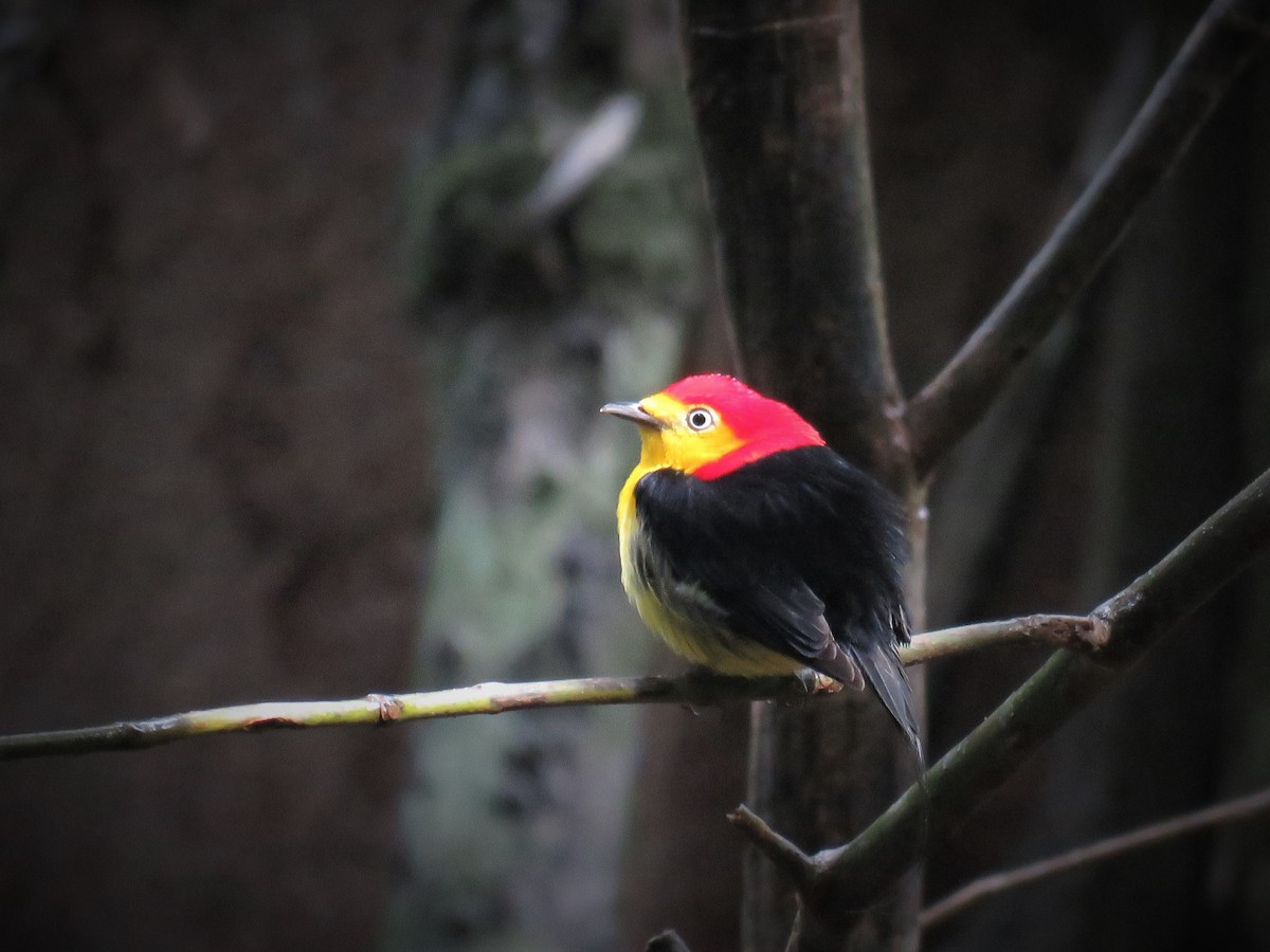 Wire-tailed Manakin - Örjan Sjögren