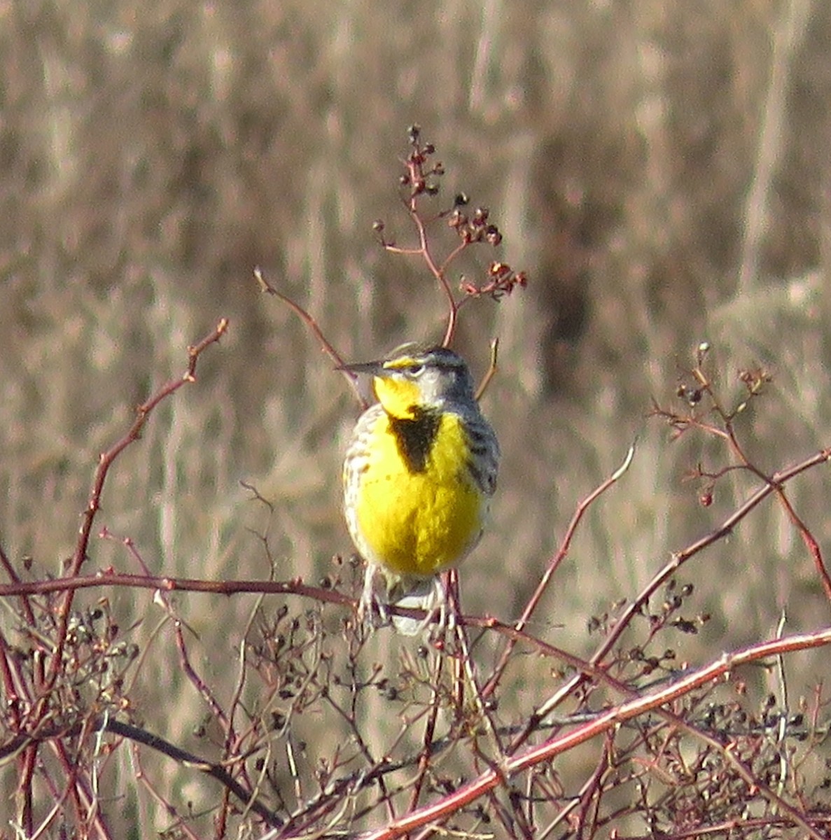 Western Meadowlark - ML79314711