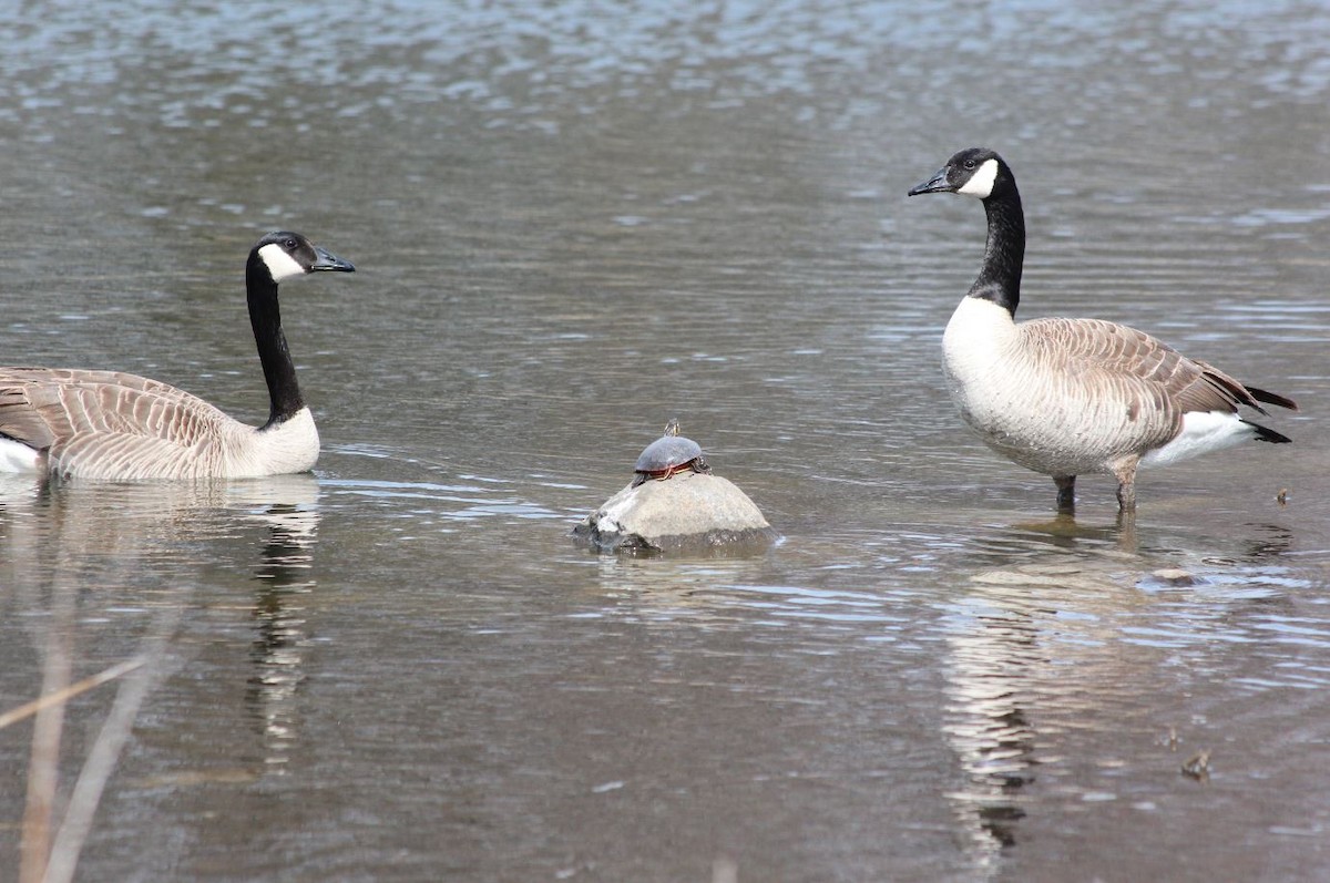 Canada Goose - 🦅 ꙅɒᴎoɔiʜƆ ʏɔɒɿT 🦃