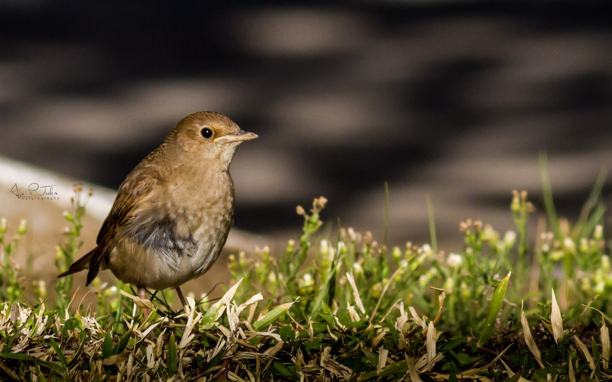 Thrush Nightingale - ML79318581