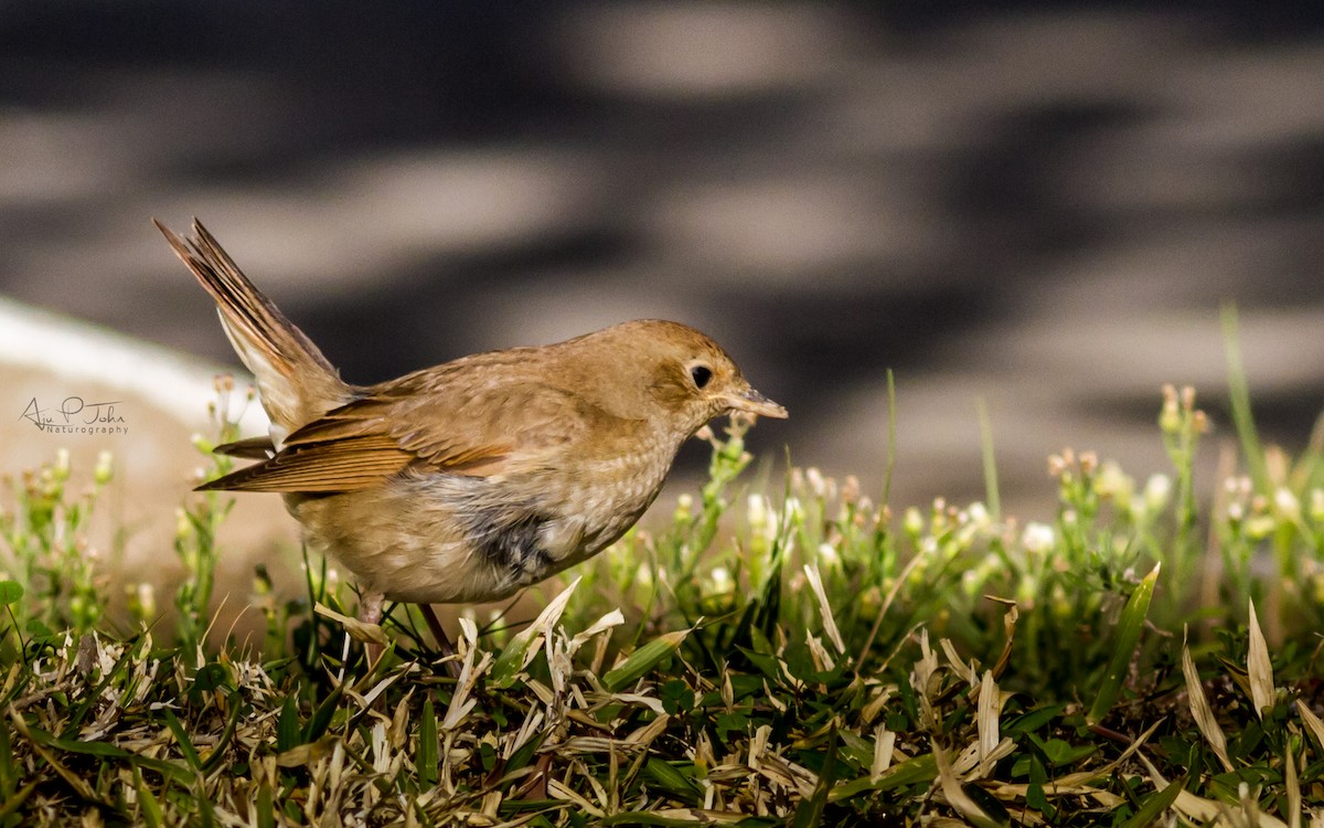 Thrush Nightingale - ML79318591