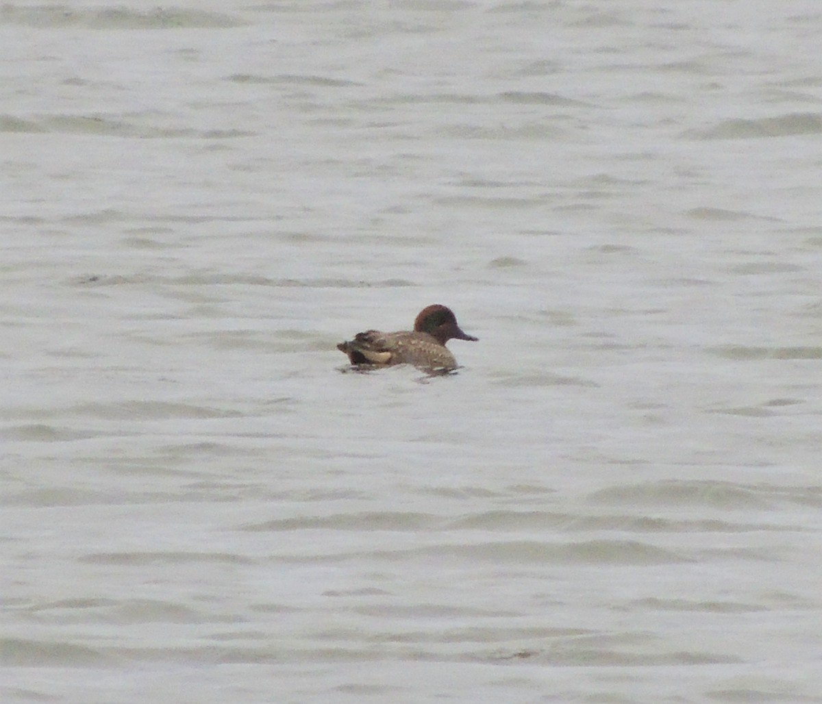 Green-winged Teal - ML79319211