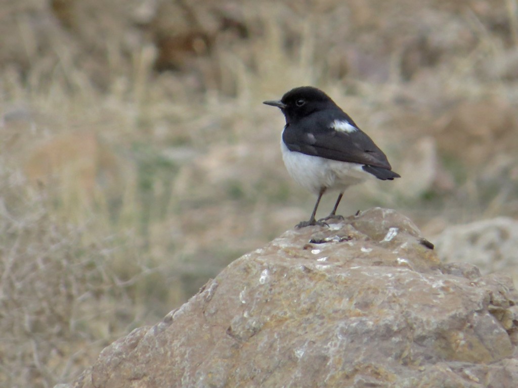 Hume's Wheatear - ML79320031