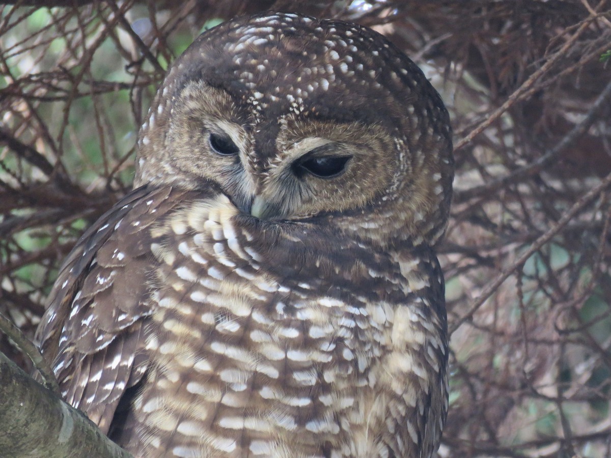 Spotted Owl - ML79321521