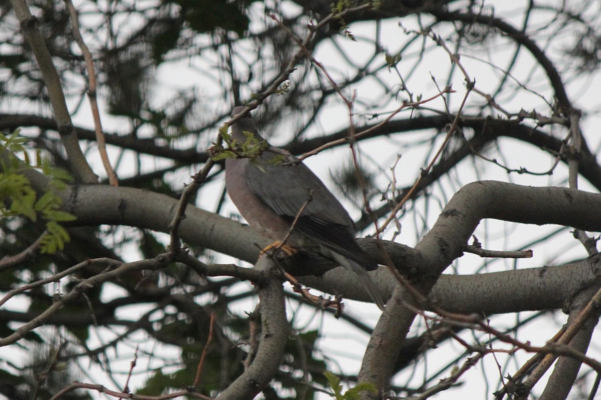 Band-tailed Pigeon - ML79322301
