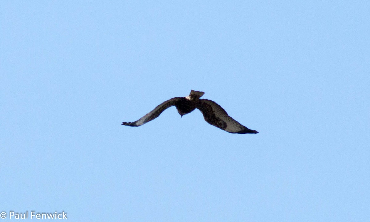 Red-tailed Hawk (Harlan's) - Paul Fenwick