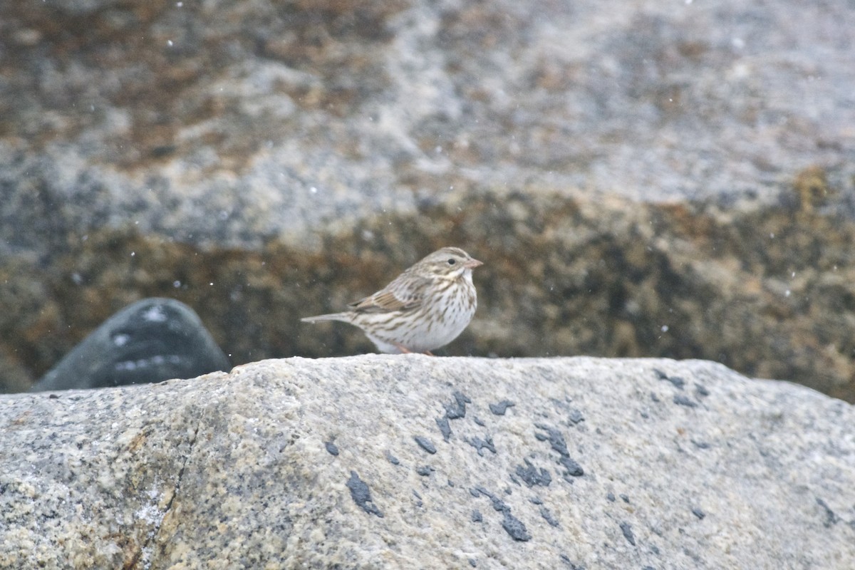 Savannah Sparrow (Ipswich) - ML79325681