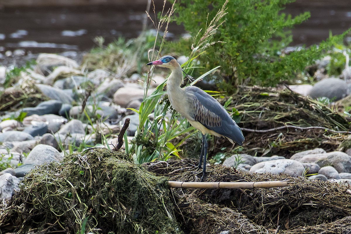 Whistling Heron - ML79327401