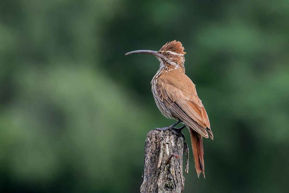 Scimitar-billed Woodcreeper - Gerardo Serra
