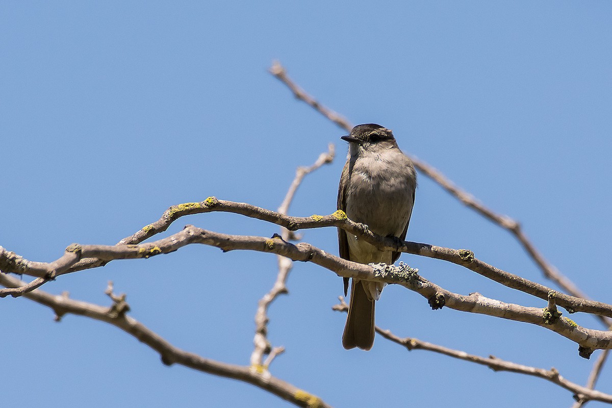 Crowned Slaty Flycatcher - ML79327701