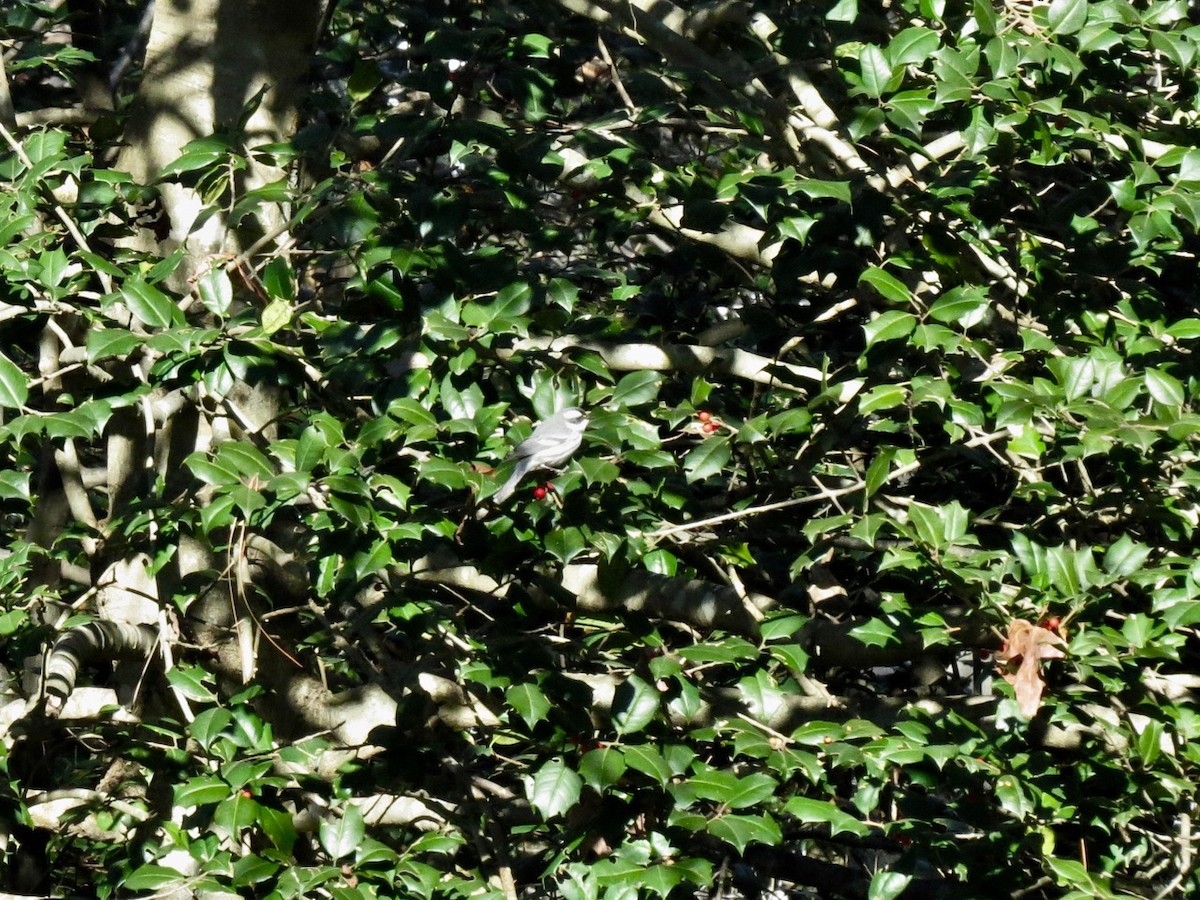 Black-throated Gray Warbler - ML79328151
