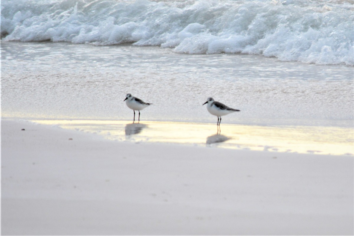 Sanderling - Anonymous