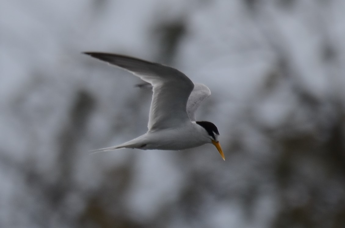 Little Tern - Stephen Haase