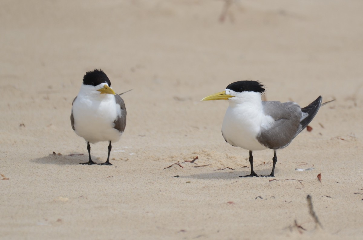 Great Crested Tern - Stephen Haase