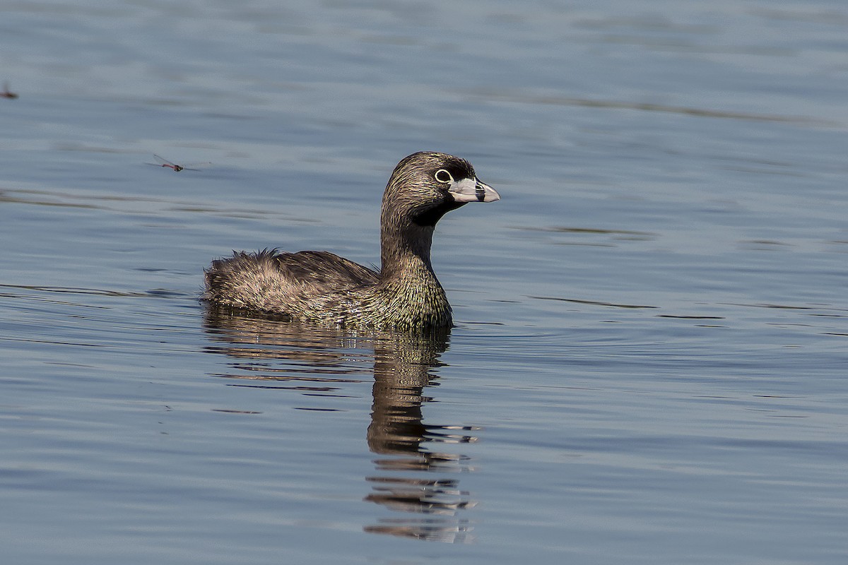 Pied-billed Grebe - ML79331301