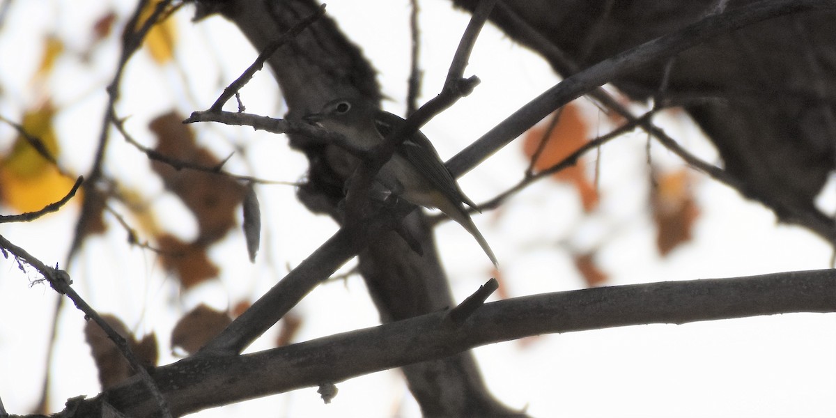 Plumbeous Vireo - ML79331361