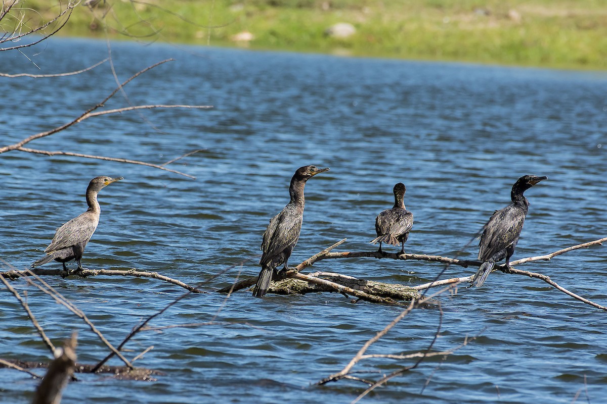 Cormoran vigua - ML79331391