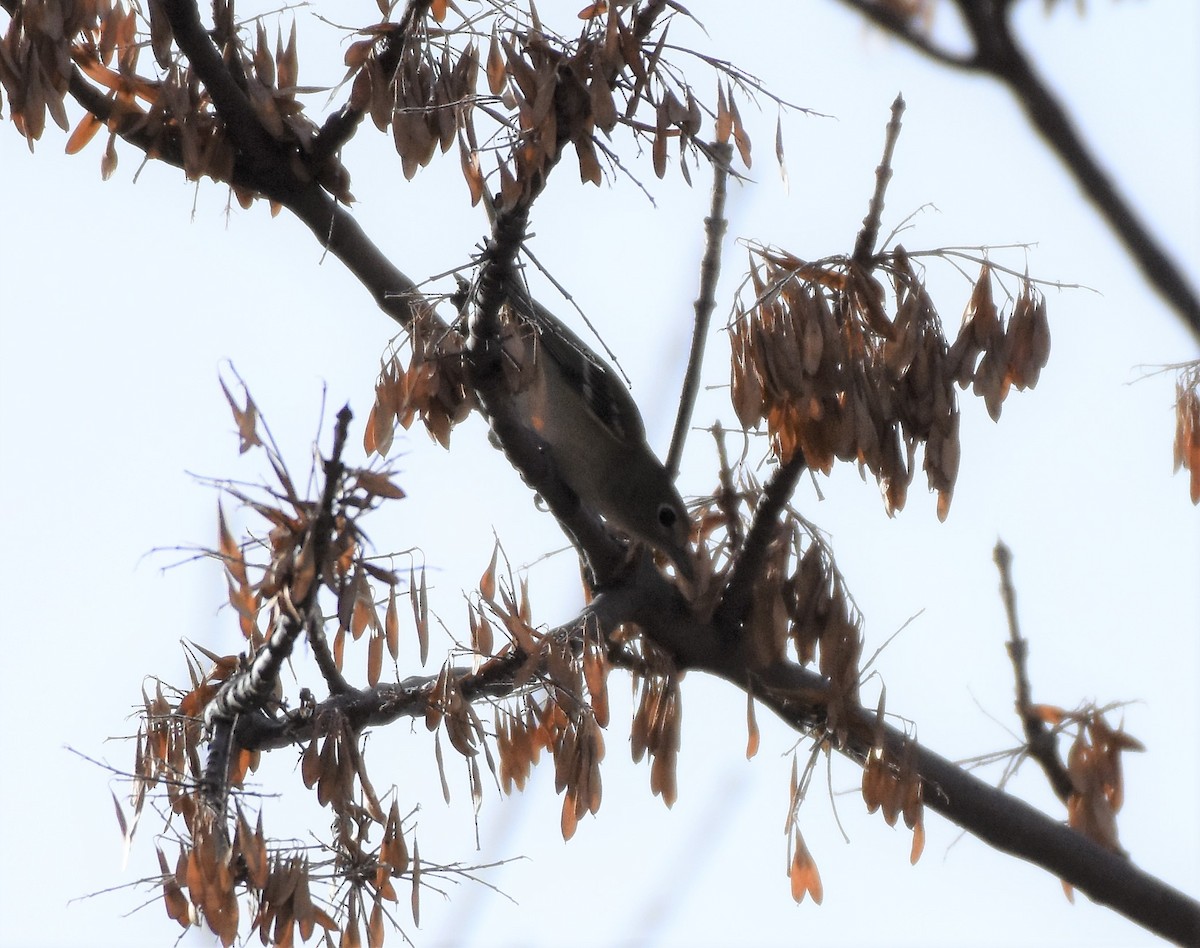 Plumbeous Vireo - ML79331611