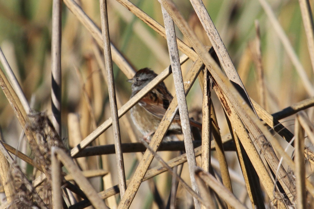 Swamp Sparrow - ML79331631