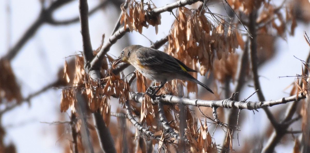 Yellow-rumped Warbler - ML79331691