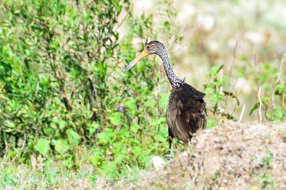 Limpkin - Gerardo Serra