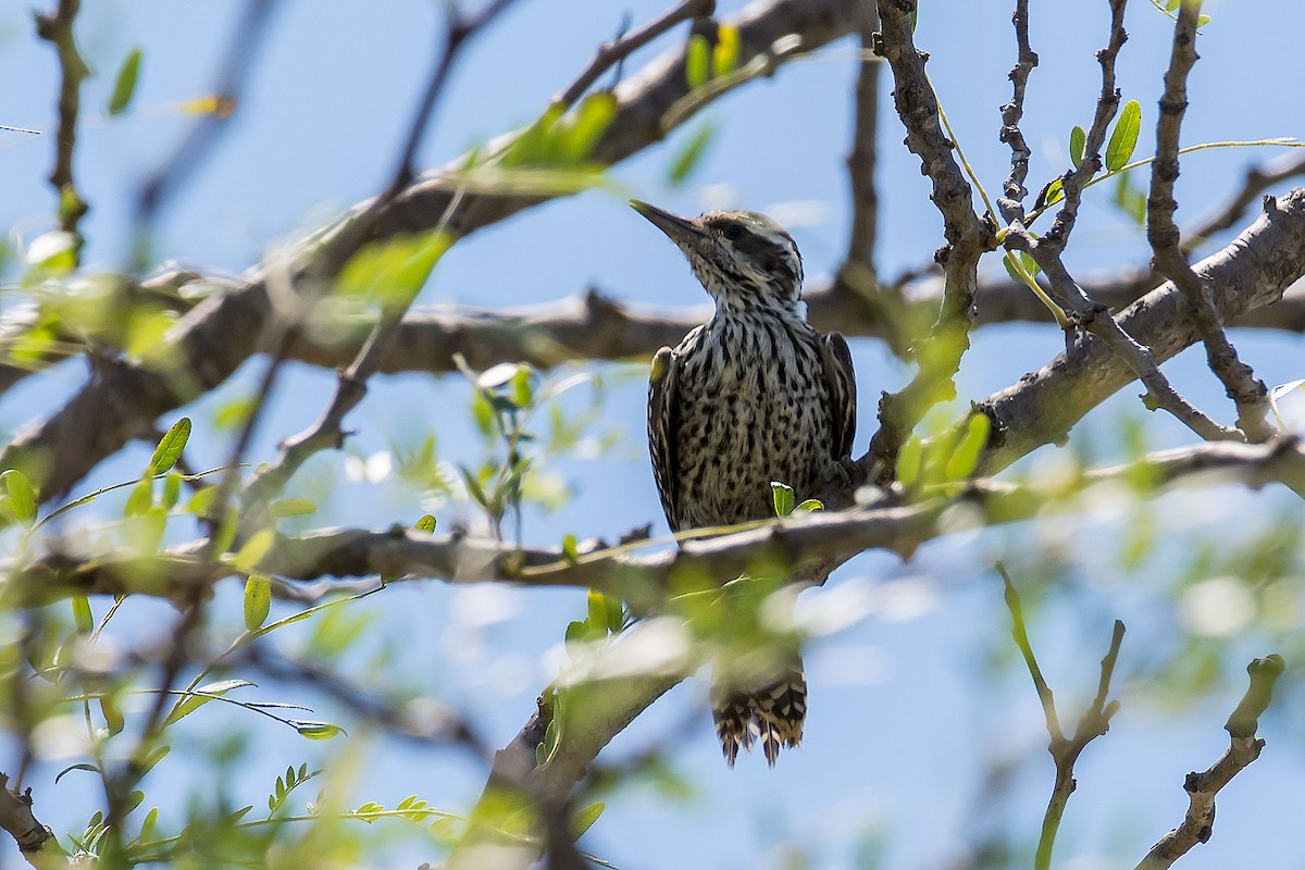 Checkered Woodpecker - ML79332021